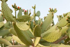 selvagem arbustos cacto opuntia ficus indica sabra aceso de a Sol foto