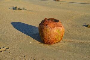 uma desperdício do usava bebendo cocos com a topo aberto deitado em a de praia areia às crepúsculo foto