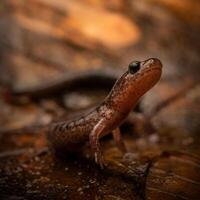 retorno dorso vermelho salamandra, pletodonte cinereus foto