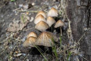 a morte copo crescendo dentro a floresta. fechar acima. foto