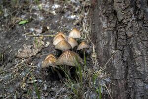 a morte copo crescendo dentro a floresta. fechar acima. foto