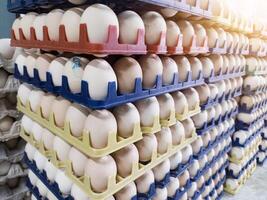 fresco incubação ovos em a plástico bandejas dentro Fazenda incubatório. foto