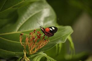 escova com pés borboletas, comumente conhecido Como a asas longas ou heliconianos foto