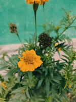 tagetes erecta a asteca calêndula mexicano calêndula grande calêndula cempaxochitl ou cempasuchil é uma espécies do floração plantar dentro a gênero tagetes nativo para México. Bangladeshi ganda flor foto