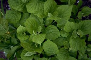 textura do jovem hortênsia folhas, tela poupador para Smartphone foto