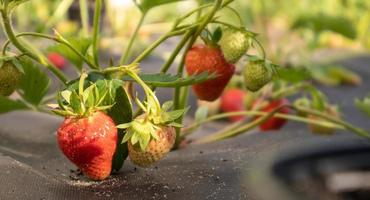 colhendo morangos vermelhos grandes orgânicos maduros frescos ao ar livre em tempo ensolarado na plantação. campo de morango em uma fazenda de frutas. uma nova safra de morangos abertos crescendo fora do solo. foto