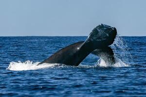 estragado rabo corcunda baleia dentro pacífico oceano Baja Califórnia sur México foto