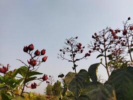 vermelho flores em uma plantar contra uma azul céu foto