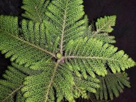 uma pequeno árvore com verde folhas dentro uma Sombrio quarto foto