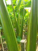 uma ampla plantar com muitos folhas crescendo dentro a terra foto