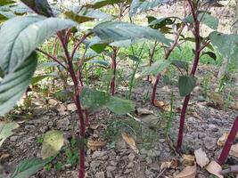 dados vegetal ou dados, reduz nosso corpo peso, remove anemia e aumenta imunidade foto