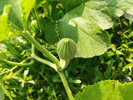 de comendo abóbora verdes, você pode pegue livrar do muitos doenças Incluindo diabetes ao controle, olho problemas. vamos conhecer a benefícios do doce abóbora verduras - pele brilho abóbora rico dentro Vitamina uma e c foto