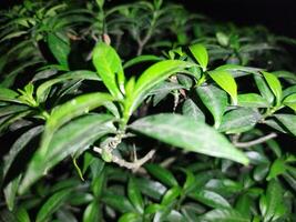 uma plantar com verde folhas é mostrando dentro a Sombrio foto