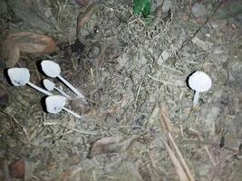 rã guarda-chuva ou cogumelo é na realidade uma tipo do fungo. parte do a corpo do a fungo é fez acima do uma filiforme parte chamado 'micélio'. pesquisadores às uma biotecnologia companhia dentro Califórnia, EUA, ré foto