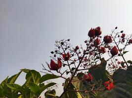 vermelho flores em uma plantar contra uma azul céu foto