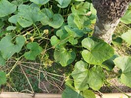 de comendo abóbora verdes, você pode pegue livrar do muitos doenças Incluindo diabetes ao controle, olho problemas. vamos conhecer a benefícios do doce abóbora verduras - pele brilho abóbora rico dentro Vitamina uma e c foto