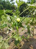 pepinos conter Alto níveis do antioxidantes este destruir causador de câncer células e Socorro cura a doença. isto trabalho muito bem dentro asma. fenacho é usava Como remédio dentro ervas tratamento do a doenças foto