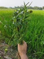 uma mão segurando uma plantar dentro frente do uma campo foto