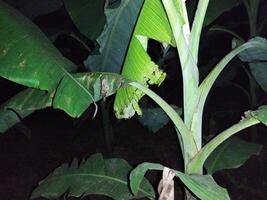 uma banana árvore com uma ampla verde folha dentro a Novo jardim, mudas do melhorado variedades do banana ter fui plantado foto