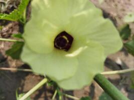 pepinos conter Alto níveis do antioxidantes este destruir causador de câncer células e Socorro cura a doença. isto trabalho muito bem dentro asma. fenacho é usava Como remédio dentro ervas tratamento do a doenças foto