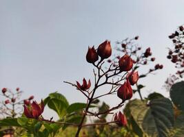 vermelho flores em uma plantar contra uma azul céu foto