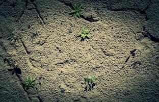 deserto terra com último verde brotos textura fundo. de Meio Ambiente problema estoque imagem foto