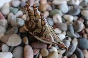 escala modelo do Navegando navio em uma mar pedrinhas suave foco estoque foto