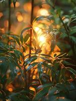 luz solar fundição sombras através uma bambu floresta foto