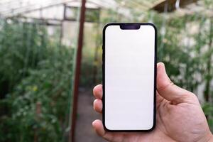 conceito do inteligente agricultura. Smartphone dentro agricultor mão em fundo do colheita tomates dentro estufa. em branco esvaziar branco tela zombar acima telefone propaganda tecnologia foto