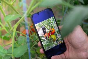 mão do agricultor fotografando vermelho cereja tomates colheita dentro jardim com Smartphone. conectados vendendo através social meios de comunicação localmente crescido orgânico legumes a partir de estufa. inteligente agricultura tecnologia conceito foto