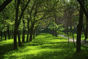 Primavera parque cedo dentro a manhã foto