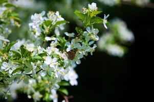 borboleta vanessa Io em maçã árvore Flor foto