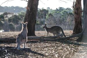 cangurus dentro Filipe ilha animais selvagens parque foto