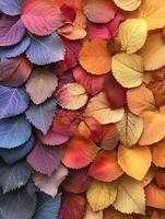 fechar-se do multicolorido outono folhagem foto