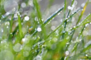 Primavera. lindo natural fundo do verde Relva com orvalho e água gotas. sazonal conceito - manhã dentro natureza. foto