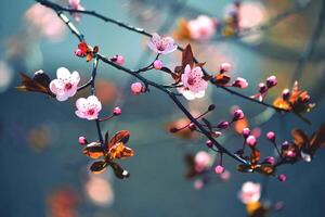 bela flor de cerejeira japonesa - sakura. fundo com flores em um dia de primavera. foto
