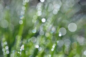 Primavera. lindo natural fundo do verde Relva com orvalho e água gotas. sazonal conceito - manhã dentro natureza. foto