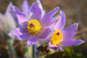 Primavera fundo com flores dentro Prado. pasco flor pulsatilla grandis foto