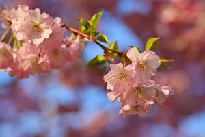 lindo natureza cena com florescendo árvore e Sol. Páscoa ensolarado dia. Primavera flores Pomar abstrato borrado fundo dentro primavera. foto