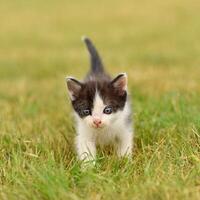 lindo pequeno gatinho com azul olhos. foto