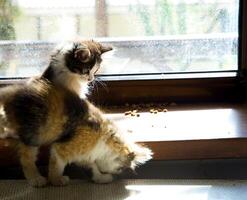 fofo gatinhos às uma janela em uma pôr do sol foto
