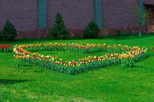 florescendo tulipas plantado em uma gramado dentro a Formato do coração foto
