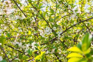 branco cereja florescer, lindo flores dentro a Primavera temporada. foto