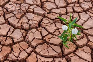 pequeno branco flor plantar crescendo dentro seco solo com mão foto