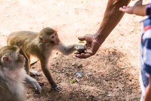 macaco levando Comida a partir de humanos mão foto