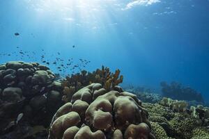 marinho vida com peixe, coral, e esponja dentro a caribe mar foto