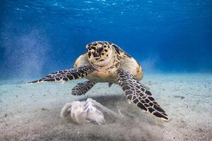 marinha com bico de pente mar tartaruga dentro a caribe mar foto