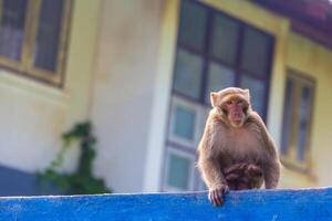 macaco em cerca foto