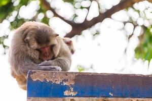 macaco dormindo em a cerca foto