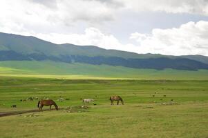 rebanho do a cazaque cavalo, isto é Alto dentro montanhas para perto almaty foto